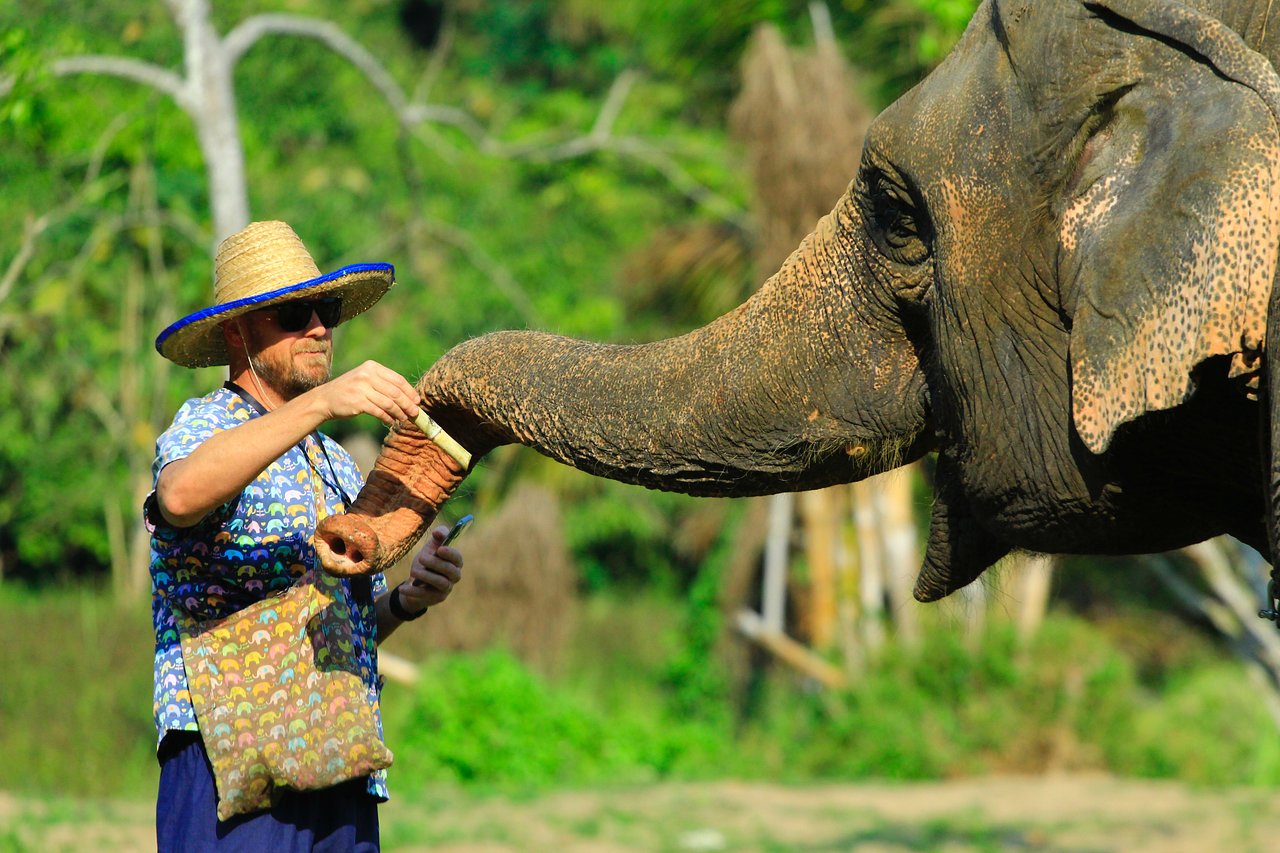 Alimentando os elefantes