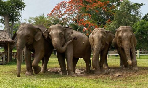 Santuário dos Elefantes Kanta em Chiang Mai: ético, sem exploração e montaria